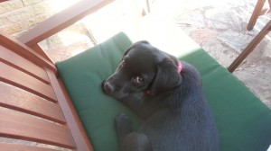 black labrador puppy